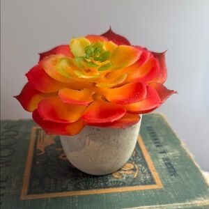 Vibrant Orange and Red Succulent Accent